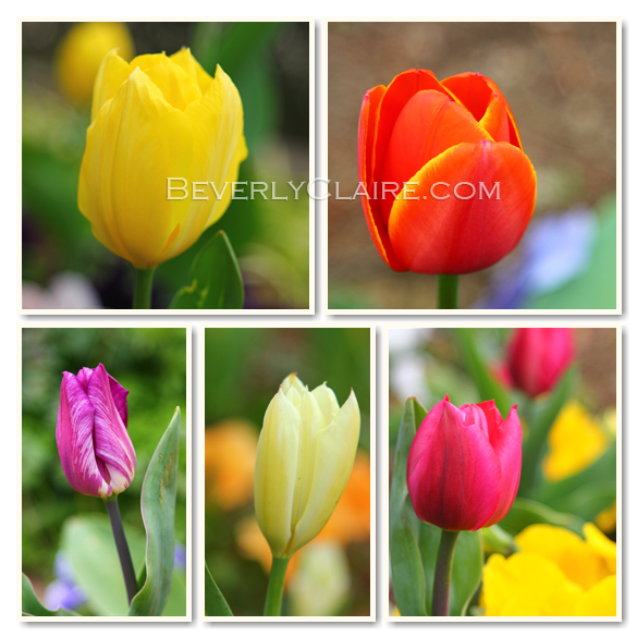 Tulips by Beverly Claire Photography